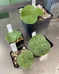 Image result for Thesium singulare