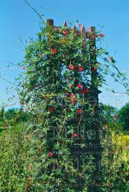 Image result for Ipomoea quamoclit