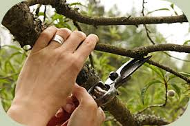 We did not find results for: Fruit Tree Pruning Instructions