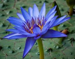 Image result for Nymphaea lotus