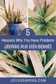 Growing Aloe Vera Indoors 5 Reasons Why You May Be Having Problems Growing Aloe Vera Aloe Plant Care Aloe Vera