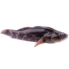 Ikan ini ada beberapa jenis tetapi spesis ekor merah dikatan spesis yang ada harga lebih tinggi dipasaran. Infomina 7 Jenis Ikan Lokal Yang Berpotensi Untuk Di Budidaya