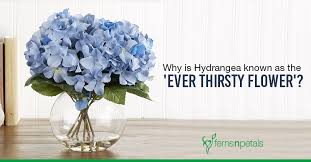 It is quite undeniable that flowers have become a significant part of human life. Why Is Hydrangea Known As The Ever Thirsty Flower Ferns N Petals