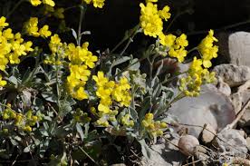 Image result for Aurinia