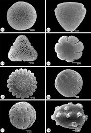 Image result for Rytigynia sp. F