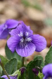 Image result for Viola abyssinica