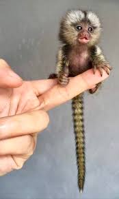 When you buy a monkey, you need to be prepared to pay anywhere from $1,500 to up to $50,000 depending on the breed of monkey you want or whether you want a baby or an adult. Pygmy Marmoset Pet Baby Facts Diet Lifespan Habitat Primates Park