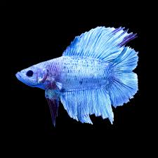 It has a double caudal fin. Male Halfmoon Doubletail Plakat Bettas For Sale Petco