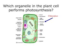 Maybe you would like to learn more about one of these? Let S Recall Photosynthesis Ppt Download
