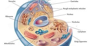 Maybe you would like to learn more about one of these? Sel Hewan Biologi Smp Kelas 7 8 Dan 9 Amazing Blogssz Shadow