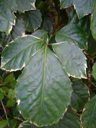 Image result for Polyscias guilfoylei