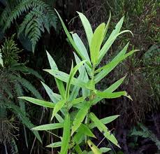 Image result for Elaphoglossum macropodium