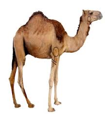 الثقافة الشعبية