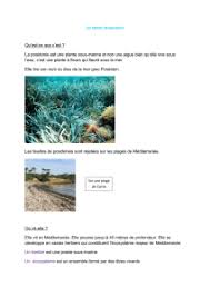 Les Herbiers Sous Marins De Posidonie Seagrass