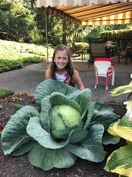 Jes Student S Giant Cabbage Is Pa Winner In Bonnie Plants Contest Details