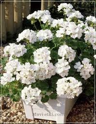 Sardunya Pelargonium Ciceginin Bakimi Turleri Mavi Forum Mavi Eglence Sardunya Saksida Cicekler Bitki