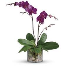 Hours may change under current circumstances Same Day Flowers In Brownsville Tx Flower Delivery From Local Florists 1st In Flowers