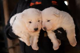 The iowa city animal care and adoption center is an animal rescue organization located in iowa city, iowa. Over 160 Dogs And Puppies Were Rescued From An Iowa Puppy Mill With The Aspca S Help Teen Vogue