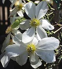 Check spelling or type a new query. Clematis X Cartmanii Avalanche Blaaval At San Marcos Growers