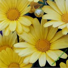 Image result for foto Kopretina