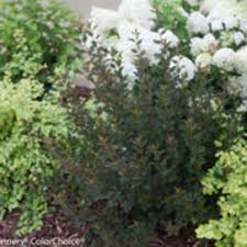 Maybe you would like to learn more about one of these? Tiny Wine Ninebark Offers Dark Foliage On A Compact Shrub Horticulture