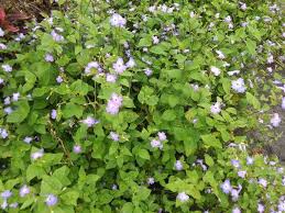 Image result for Browallia americana