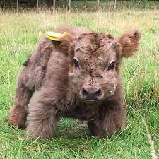 Maybe you would like to learn more about one of these? If You Ever Feel Sad These 50 Highland Cattle Calves Will Make You Smile Bored Panda