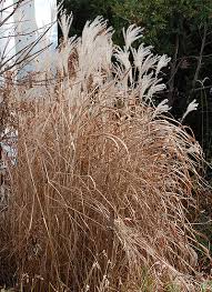 Ornamental Grasses And Grass-Like Plants For Oklahoma | Oklahoma State  University
