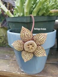 Image result for Orbea lugardii