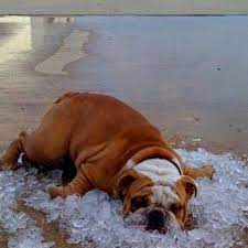 A bulldog device operates to be a enthusiast coil in heating plus a h2o. Cagnolo Bulldog Puppies Bulldog English Bulldog