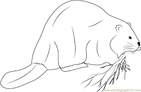 The original format for whitepages was a p. Giant Beaver Coloring Page For Kids Free Beaver Printable Coloring Pages Online For Kids Coloringpages101 Com Coloring Pages For Kids