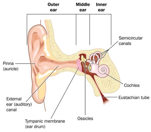 Image result for ear parts eustachian tube"