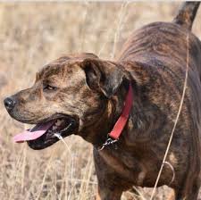 Mountain Cur Puppies For Sale Adoptapet Com