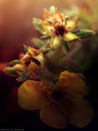From Deviantart Name Is Photo 16 Year 2011 Version By Jeesica Page Http Jeesica Deviantart Com Art Beautiful Flowers Flowers Flowers Photography