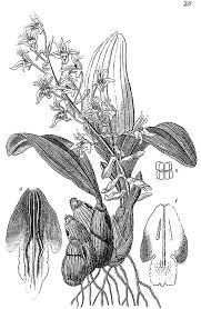 Image result for Epipactis africana
