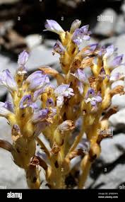 Image result for Orobanchaceae