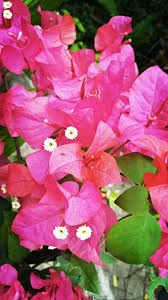 ✓ free for commercial use ✓ high quality images. Paper Flower Plants Terat
