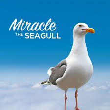 See full list on birdwatchingbuzz.com Frontier Airlines Meet Our New Family Member Miracle The Seagull How Did We Come Up With His Name In 1955 The Seagull Became The State Bird Of Utah Which Was Commemorating