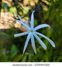 Image result for Jasminum dichotomum