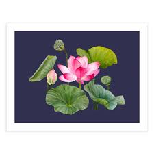 Image result for Lotus discolor