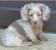 Strawberry Blonde Blonde Dachshund