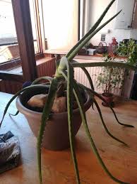 Allow your soil to dry at least 2 inches underneath. Aloe Vera Degarnie Et Penche