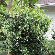 Maybe you would like to learn more about one of these? Plant Of The Week Confederate Star Jasmine Neil Sperry S Gardens