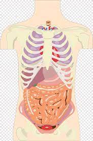 Made of pvc by professional teaching. Organ System Human Body Anatomy Torso Organ Food Eating Png Pngegg