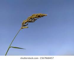 Image result for Echinochloa crus-pavonis