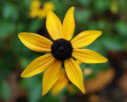Maryland State Flower Rudbeckia Hirta Rudbeckia Hirta The Black Eyed Susan With The Other Common Names Of Br Black Eyed Susan Gloriosa Daisy Wild Flowers