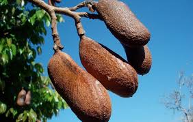 Image result for Hymenaea