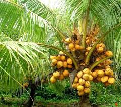 Image result for Cocos nucifera