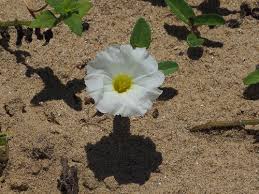 Image result for Ipomoea venosa