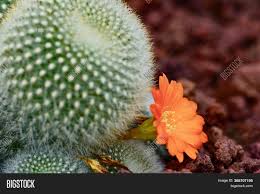 During summer the flower is pretty awesome and you can live through summer only eating cactus products. Close Photo Cactus Image Photo Free Trial Bigstock